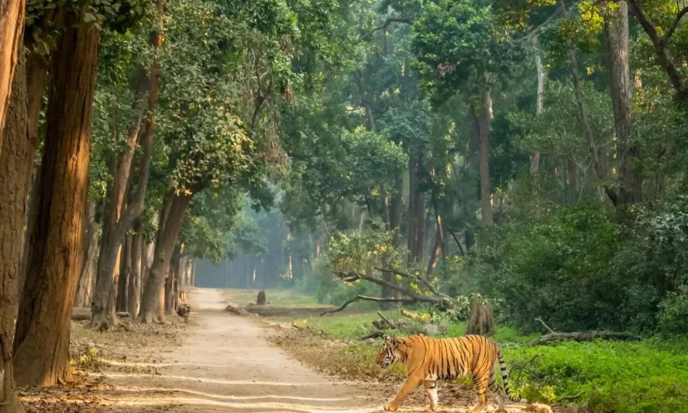 Corbett - Pre Wedding shoot locations in Uttarakhand